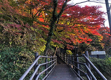 秋の松ヶ岡公園