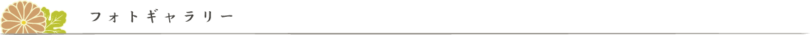 フォトギャラリー