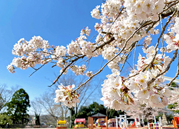春の松ヶ岡公園