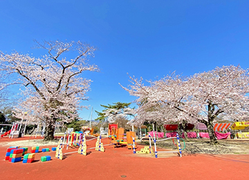 春の松ヶ岡公園