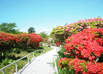 春の松ヶ岡公園