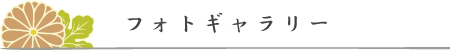 フォトギャラリー